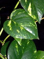 Pothos